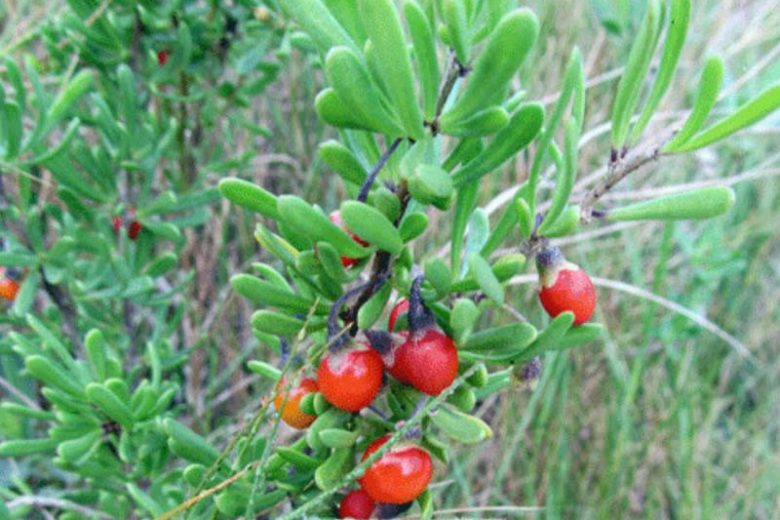Lycium carolinianum, Carolina Wolfberry, Carolina Desert-Thorn, Creeping Wolfberry, Christmas Berry, Christmasberry