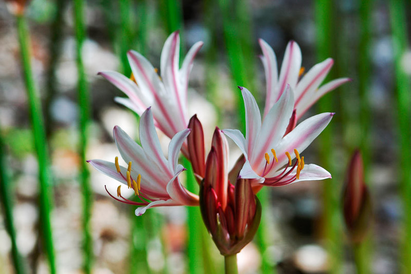 Lycoris incarnata (Peppermint Spider Lily)
