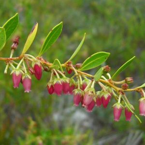 Lyonia lucida, Shining Fetterbush, Fetterbush Lyonia, Shinyleaf, Fetterbush, Staggerbush, Desmothamnus lucidus, Neopieris nitida, Evergreen Shrub