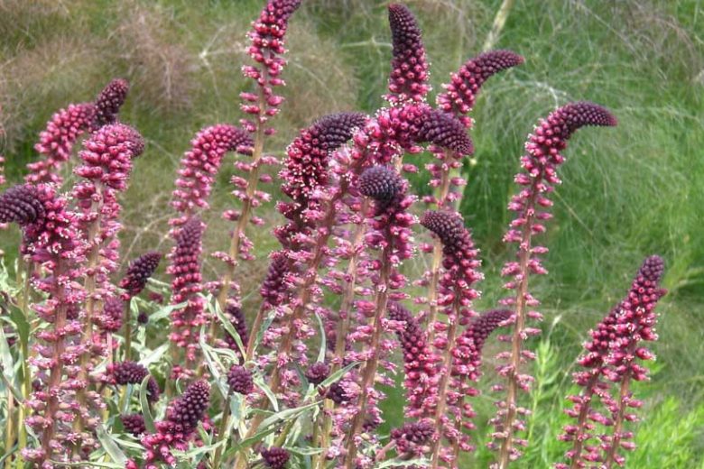 Lysimachia atropurpurea 'Beaujolais', Purple Loosestrife 'Beaujolais', Lysimachia beaujolais