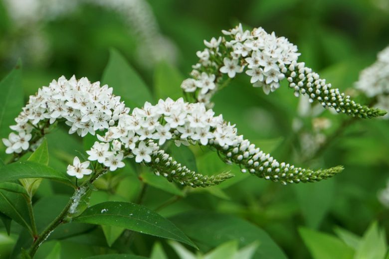 Lysimachia clethroides, Gooseneck Loosestrife, Gooseneck, White flowers