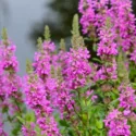 Lythrum Salicaria, Purple Loosetrife, Purple flowers, Pink flowers