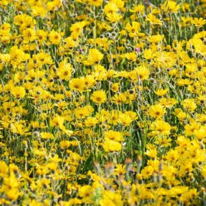 Madia elegans, Common Madia, Elegant Madia, Spring Madia, Tarweed, Drought tolerant plants, dry soil plants, heat tolerant plants, humidity tolerant plants, yellow flowers