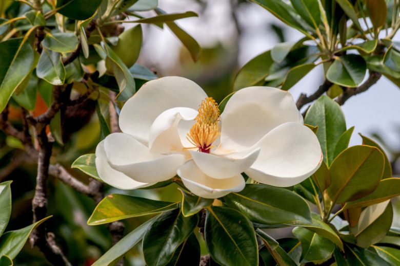 Magnolia grandiflora, Southern Magnolia, Evergreen Magnolia, Loblolly Magnolia, Great Laurel Magnolia, Big Laurel, Bull Bay