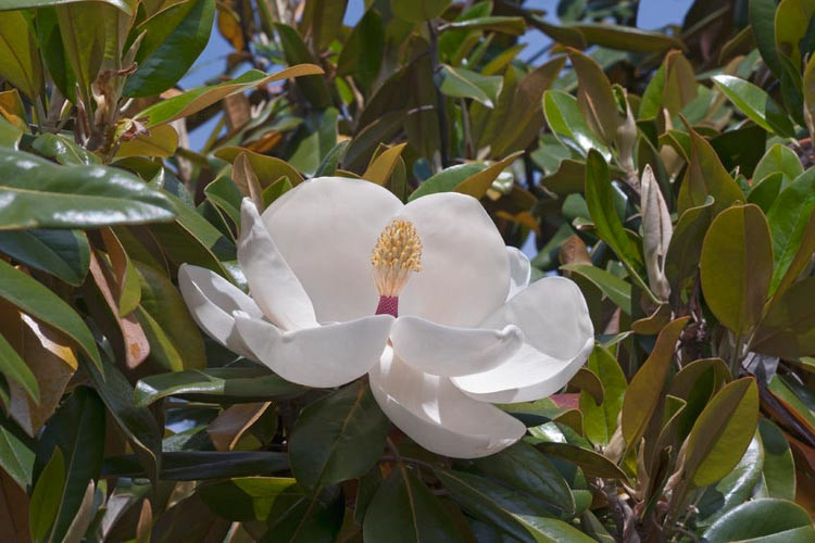 Magnolia grandiflora 'Exmouth', Southern Magnolia 'Exmouth', Evergreen Magnolia 'Exmouth', Loblolly Magnolia 'Exmouth', Great Laurel Magnolia 'Exmouth', Big Laurel 'Exmouth', Bull Bay 'Exmouth'