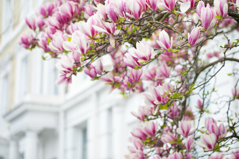 Magnolia Tree How to Grow and Care with Success