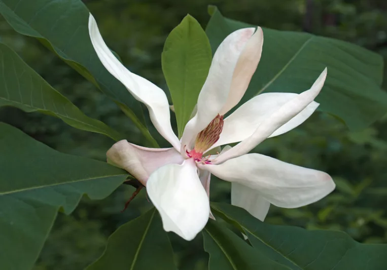 Magnolia macrophylla, Bigleaf Magnolia, Large-Leaved Cucumber Tree, Umbrella Tree