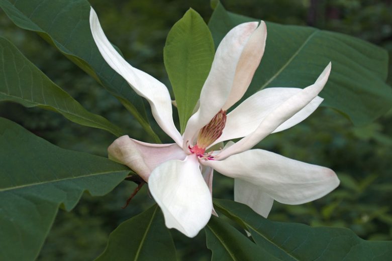 Magnolia macrophylla, Bigleaf Magnolia, Large-Leaved Cucumber Tree, Umbrella Tree