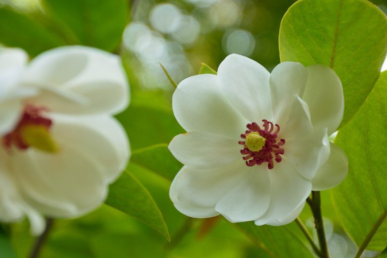 Magnolia sieboldii, Oyama Magnolia, Korean Mountain Magnolia, Siebold's Magnolia, White magnolia, White flowers, Fragrant Flowers