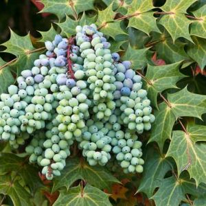 Mahonia bealei, Beal's Mahonia, Leatherleaf Mahonia, Berberis bealei , Mahonia japonica Bealei Group, Blue berries, Yellow Flowers, evergreen shrub