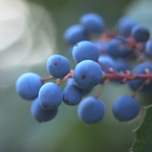 Mahonia nervosa, Cascade Barberry, Cascade Oregon-Grape, Dwarf Oregon-Grape, Berberis nervosa, Yellow Flowers, Blue Berries, evergreen shrub