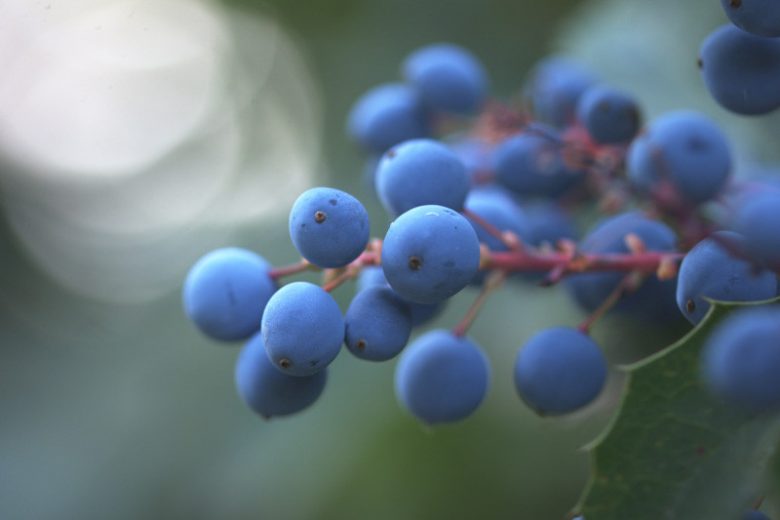 Mahonia nervosa, Cascade Barberry, Cascade Oregon-Grape, Dwarf Oregon-Grape, Berberis nervosa, Yellow Flowers, Blue Berries, evergreen shrub