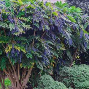 Mahonia media 'Buckland', Oregon Grape 'Buckland', Blue berries, Yellow Flowers, evergreen shrub