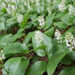 Maianthemum canadense, Canada Mayflower, False Lily of the Valley, Ruby Bead, Two-Leaved Solomon's Seal, Maianthemum canadense var. interius, Maianthemum canadense var. pubescens, Unifolium canadense