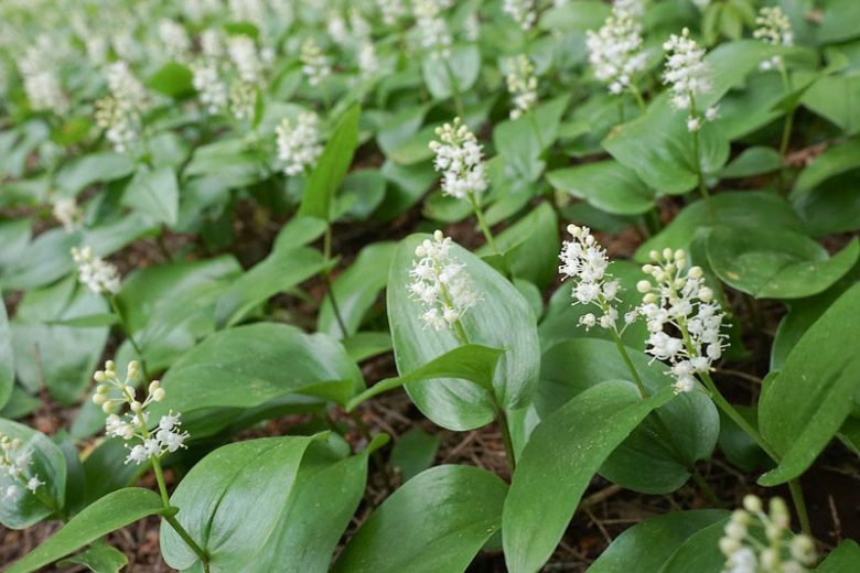 Maianthemum canadense, Canada Mayflower, False Lily of the Valley, Ruby Bead, Two-Leaved Solomon's Seal, Maianthemum canadense var. interius, Maianthemum canadense var. pubescens, Unifolium canadense