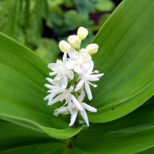Maianthemum bifolium, False Lily of the Valley, Mayflower, May Lily, One-Blade, One-Leaf, Two-Leaved Lily of the Valley, Wild Lily of the Valley, Smilacina biflora