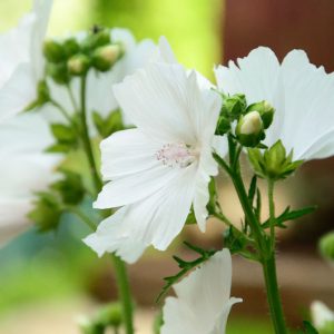 Malva moschata f. alba, White Musk Mallow, White Flowers