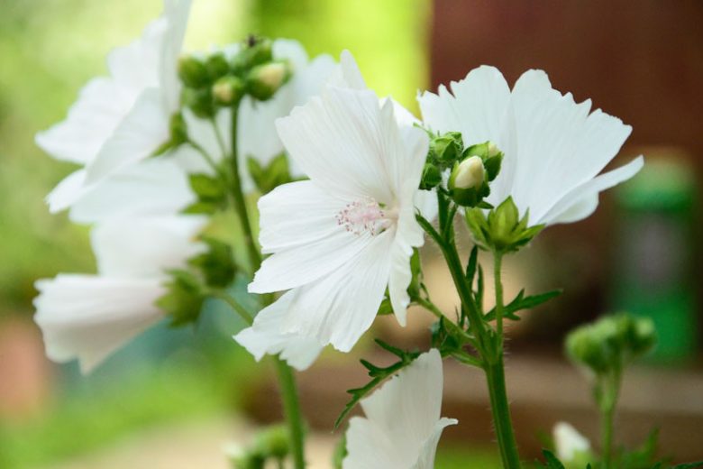 Malva moschata f. alba, White Musk Mallow, White Flowers