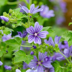 Malva sylvestris var. mauritiana 'Primley Bluen', Mallow 'Primley Blue', French Mallow 'Primley Blue', Hollyhock Mallow 'Primley Blue', Blue flowers, Purple Flowers,