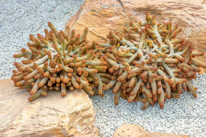 Mammillaria elongata (Lady Fingers)