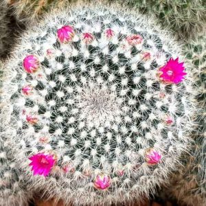 Mammillaria hahniana, Old Lady Pincushion, Birthday Cake Cactus, Old Lady of Mexico, Old Woman Cactus, Neomammillaria hahniana, small Succulents, Small Cactus