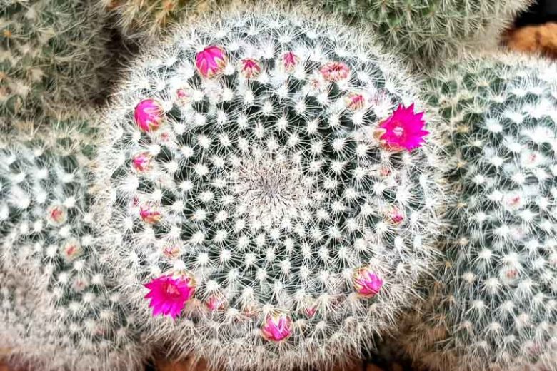 Mammillaria hahniana, Old Lady Pincushion, Birthday Cake Cactus, Old Lady of Mexico, Old Woman Cactus, Neomammillaria hahniana, small Succulents, Small Cactus