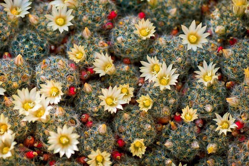 Mammillaria prolifera (Texas Nipple Cactus)