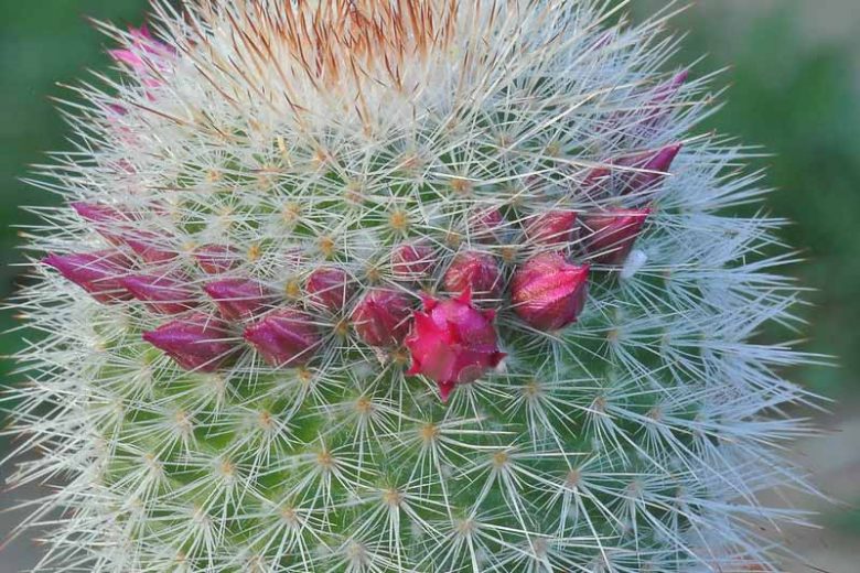 Mammillaria spinosissima, Spiny Pincushion Cactus, Cactus spinosissimus, Neomammillaria spinosissima, Small Succulents, Small Cactus