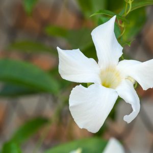 Mandevilla laxa, Chilean Jasmine, Mandevilla suaveolens, White Dipladenia, White Mandevilla, Evergreen Shrub, White Flowers, Fragrant Mandevilla