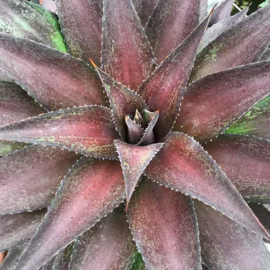 Mangave 'Red Wing', Red Wing Mangave, Mad About Mangave, Agave, Manfreda, Succulent Perennial, Evergreen Perennial, Red Mangave