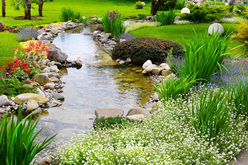 Marginal Aquatic Plants for 2 inches (5 cm) of Water