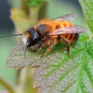 Mason Bee, Mason Bees, Orchard Bee, Orchard Bees, Genus Osmia, Beneficial Insect
