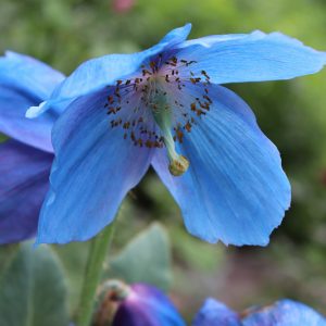 Meconopsis grandis, Himalayan Poppy, Himalayan Blue Poppy, Blue Poppy, Tibetan Poppy, blue flowers