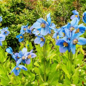 Meconopsis 'Lingholm', Himalayan Poppy 'Lingholm', Blue Poppy 'Lingholm', Tibetan Poppy  'Lingholm', Himalayan Blue Poppy 'Lingholm', Blue Poppies