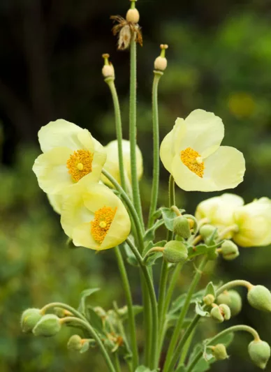 Meconopsis napaulensis, Satin Poppy, Nepal Poppy, Yellow Poppy, Yellow flowers