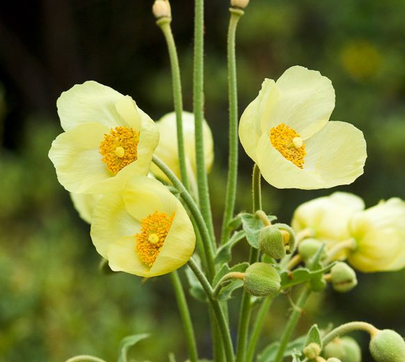 Meconopsis napaulensis, Satin Poppy, Nepal Poppy, Yellow Poppy, Yellow flowers