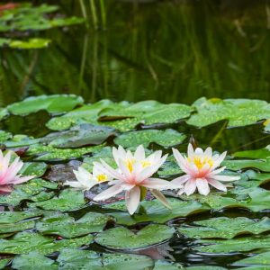 Medium to Large Nymphaea, Medium to Large Waterlily, Medium to Large Water Lily, Hardy Nymphaea, Medium Ponds, Large Ponds