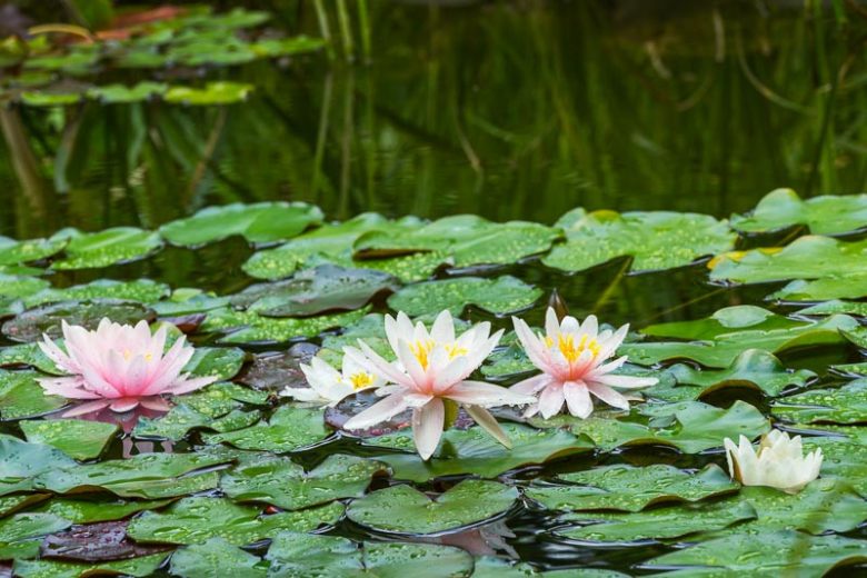Medium to Large Nymphaea, Medium to Large Waterlily, Medium to Large Water Lily, Hardy Nymphaea, Medium Ponds, Large Ponds