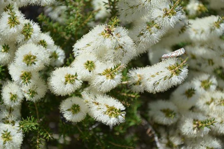 Melaleuca armillaris, Bracelet Honey Myrtle, Drooping Melaleuca, Mediterranean shrubs, Evergreen Shrubs, White flowers,  drought tolerant flowers