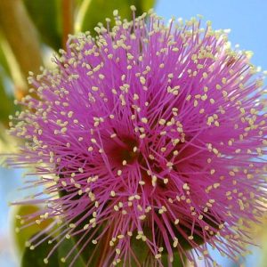 Melaleuca nesophila, Showy Honey-Myrtle, Pink Melaleuca, Evergreen Shrub, Evergreen Tree, Pink Flowers, Australian Native Plants