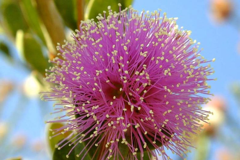 Melaleuca nesophila, Showy Honey-Myrtle, Pink Melaleuca, Evergreen Shrub, Evergreen Tree, Pink Flowers, Australian Native Plants
