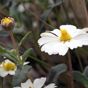Melampodium leucanthum,Blackfoot Daisy, Rock Daisy, Plains Blackfoot, Arnica, White Flowers, White Daisy