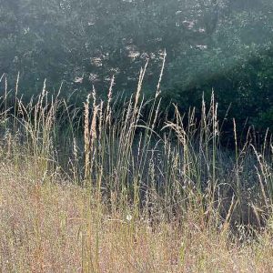 Melica californica, California Melic Grass, California Melicgrass, California Native Plants