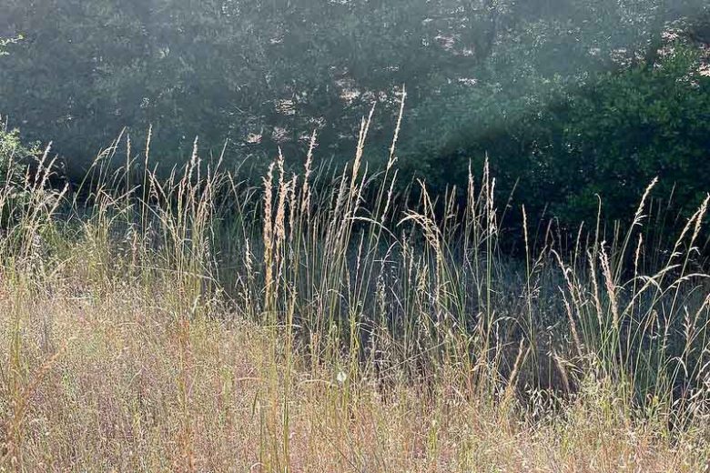 Melica californica, California Melic Grass, California Melicgrass, California Native Plants