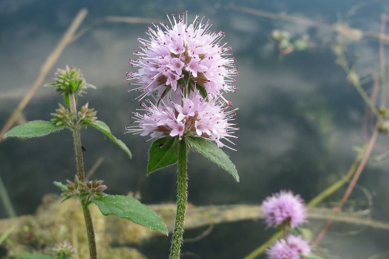 Mentha aquatica, Water Mint, Fish Mint, Bog Plants, Aromatic Plants, Lavender Flowers