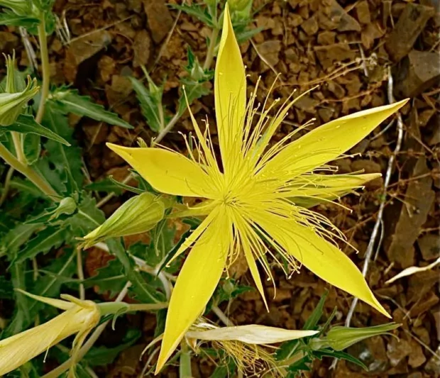 Mentzelia laevicaulis, Smoothstem Blazingstar, Giant Blazing Star, Evening Star, Stick Leaf, Northern Blazing Star, Yellow Shrub, yellow flowers
