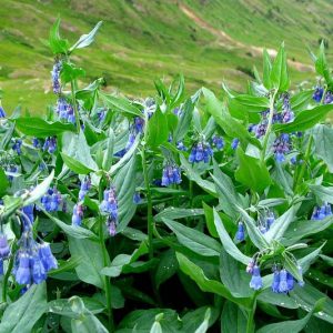 Mertensia ciliata, Tall Fringed Bluebells, Tall Fringe Bluebells,  Mountain Bell, Mountain Bluebells, Chiming Bells, Languid Ladies, Blue Flowers, Blue Spring Flowers
