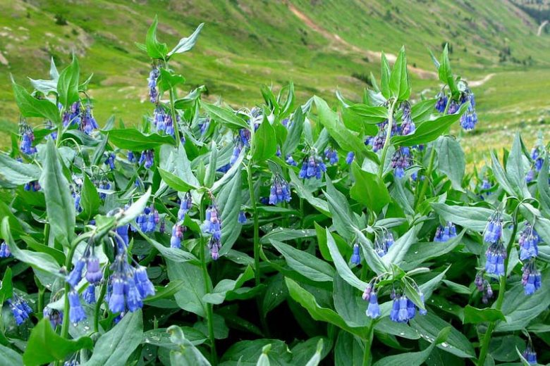 Mertensia ciliata, Tall Fringed Bluebells, Tall Fringe Bluebells,  Mountain Bell, Mountain Bluebells, Chiming Bells, Languid Ladies, Blue Flowers, Blue Spring Flowers