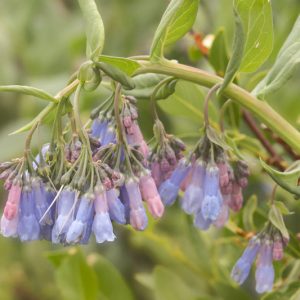 Mertensia lanceolata, Prairie Bluebells, Narrowleaf Bluebells, Blue Flowers, blue Spring Flowers