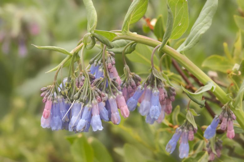 Mertensia lanceolata, Prairie Bluebells, Narrowleaf Bluebells, Blue Flowers, blue Spring Flowers
